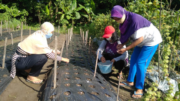 Belajar Budidaya Bawang Merah